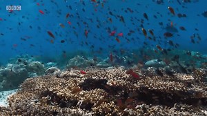 ‘Blue Planet II’ Trailer 2