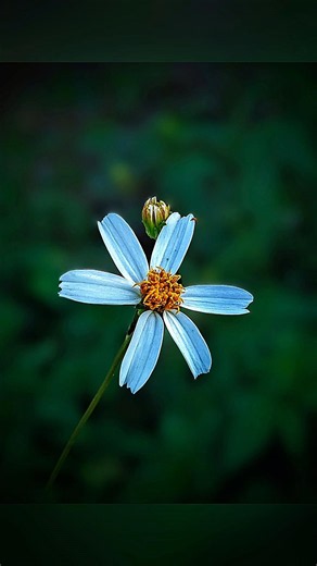 Creative flower photography tips & tricks using pro mode 📸🌸 #shorts #creative #flowers #photography