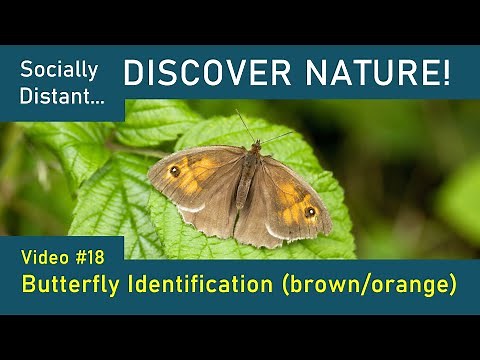 Butterfly Identification - brown/orange species - Discover Nature #18
