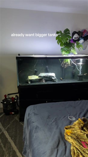 Explore Big Fish Tanks for Your Aquarium