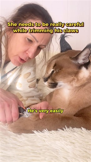 She needs to be really careful when trimming his claws… #cats #catgrooming #pet #petlover #catshort