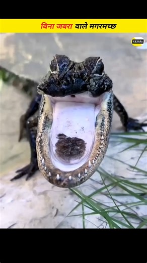 Why This Crocodile Lost Its Jaw | The Real Reason Behind It