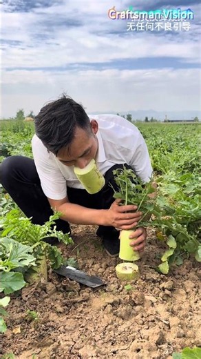 A fun "trick" for harvesting radishes in the field