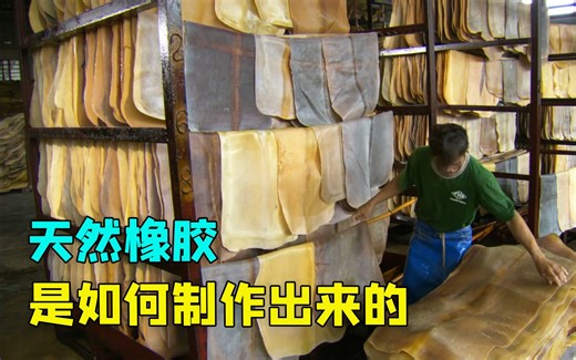 天然橡胶是如何制作的，制作天然橡胶，就要让橡胶树被千刀万剐。