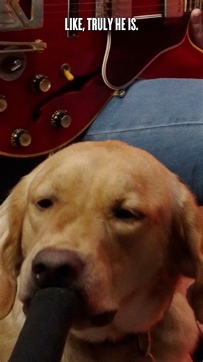 Name a better duo — DOGS AND GUITARS! #guitar #dog | Marty Schwartz