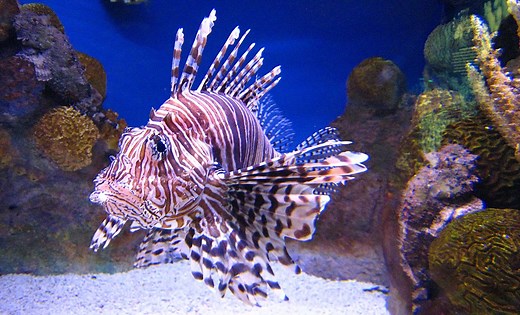 Red Lionfish | The Animal Facts Appearance, Diet, Habitat, Behavior
