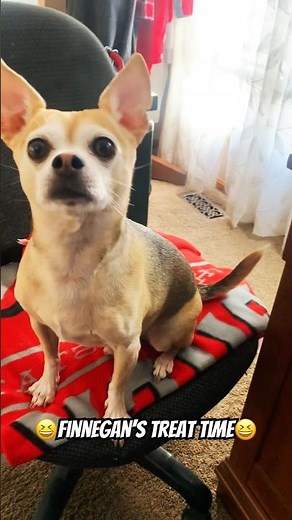 🧐Rat Terrier Chihuahua Mix (Rat Cha) Treat Time😆 #shorts #ratterrier #chihuahua #funny #short #dog