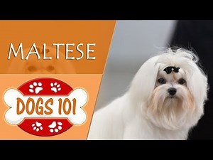 Dogs 101 - MALTESE - Top Dog Facts About the MALTESE