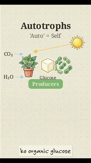 Autotrophs vs Heterotrophs | Autotrophic and Heterotrophic Nutrition Explained |