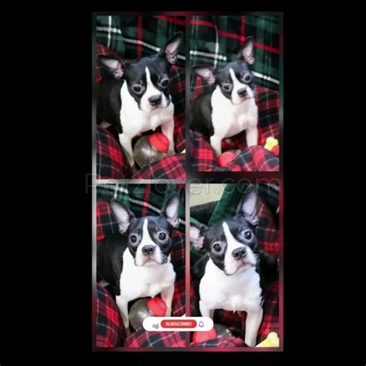 Adorable male Boston Terrier puppy, lovingly raised in a family environment 🐶🤍