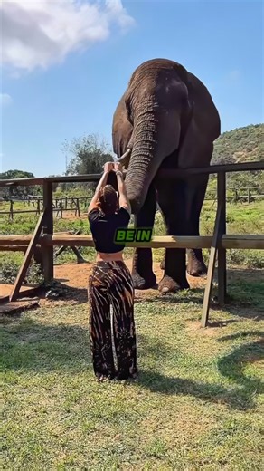 Biologist Recalls The Terrifying Power Of An Angry Elephant