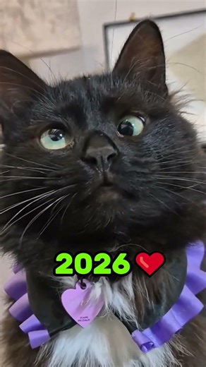 Viral Black Cat Memes Then & Now ❤️❤️