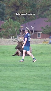 4.6M views · 104K reactions | Gotta give them a little more room than that.  #bullelk #elk #wildlifephotography #coloradoadventures #coloradowildlife #Colorado #estesparkcolorado #estespark #wildlife | Colorado Adventures | Facebook