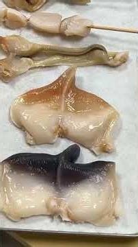 Surf clam (shellfish class)