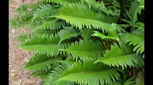 Polystichum Munitum | Western Sword Fern | 2000 Spores - Etsy