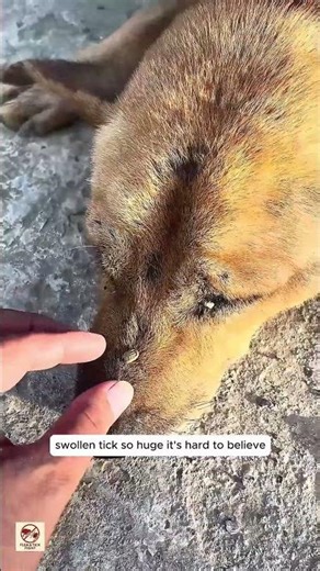 “Giant Tick Removal Near Dog’s Nose — Extreme Close-Up Rescue”