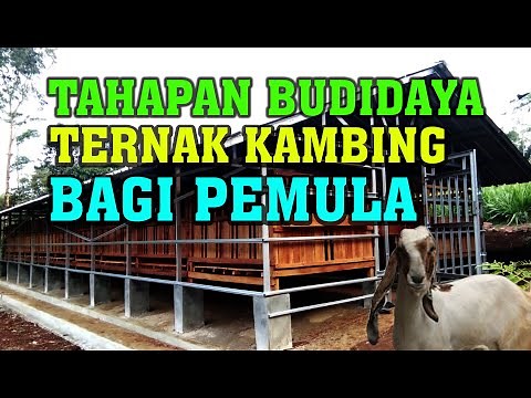Panduan Lengkap Tahapan Budidaya Ternak Kambing Bagi Pemula || Cara Beternak kambing Yang Benar