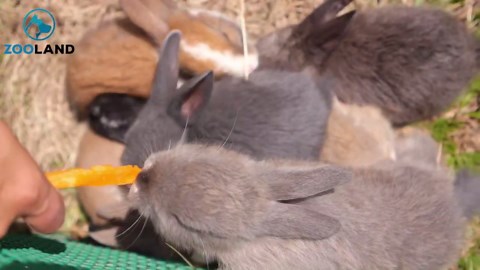 Baby Foxes Show Up At Person’s House And Their Pics Are Adorable