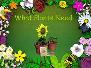 What Plants Need - SlideServe