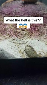 22K views · 34 reactions | I Found Something Really Scary In My Fishtank! #fishtank #fish #foryou | Fish With Tony Mustache | Facebook