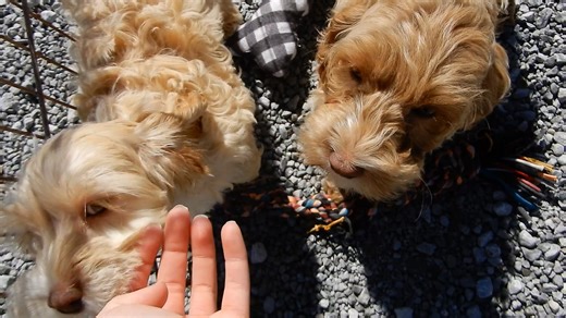 Cockapoo puppy for sale