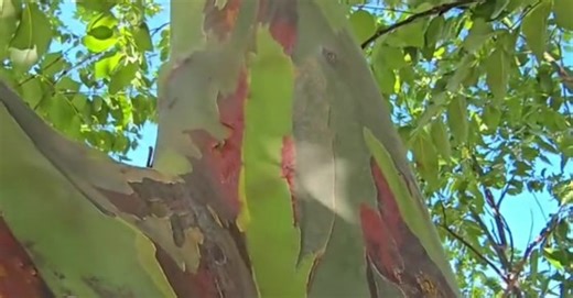 Rainbow Eucalyptus Tree