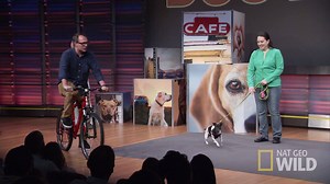 251K views · 594 shares | Take home tip for dogs that are aggressive towards bikes and other moving vehicles. Catch the season finale of Dog Nation tonight at 9/8c. | Cesar Millan | Facebook