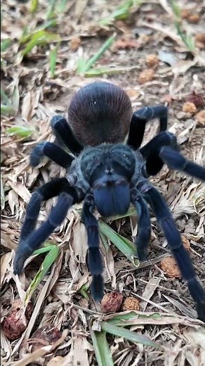 Giant Blue Majesty: Brazilian Blue Tarantula (Pterinopelma sazimai)!