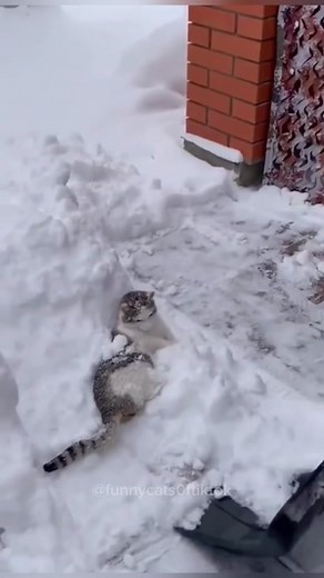 Part 24 | Cats in snow! Funny cat videos #funnycats #funnyanimals #funnypets