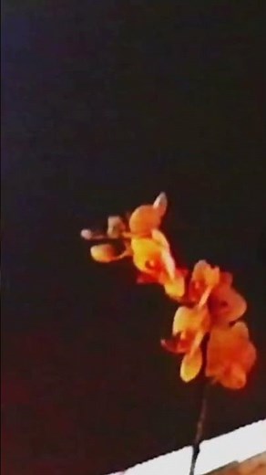 Charlotte Sometimes- Modele Cover- Guitar Solo