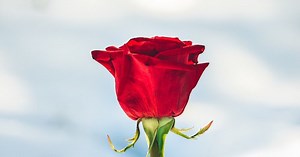 Roses are Red nursery rhyme lyrics and music