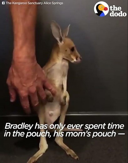 Baby Kangaroo Takes His First Hops | The Dodo