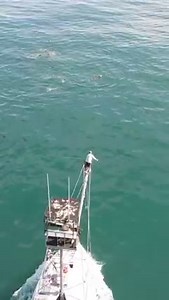 468K views · 658 reactions | The Harpoon fishery allows fishermen to...