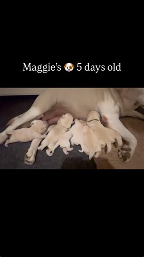 16 reactions | Maggie and Jogurt’s  5 days old #labrador #labpuppies #puppylove #labradorretriever #servicedog #puppy | Texas Bluebonnet Labs | Facebook