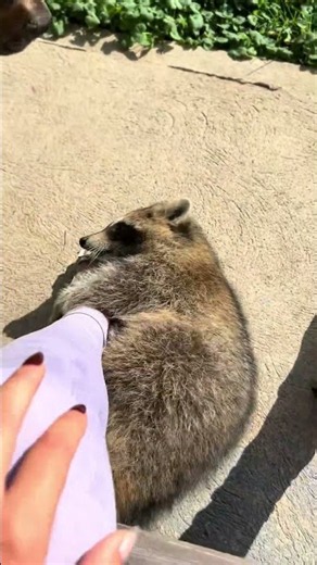 #raccoon #raccoonsof #cute #babyanimals #fyp #shorts