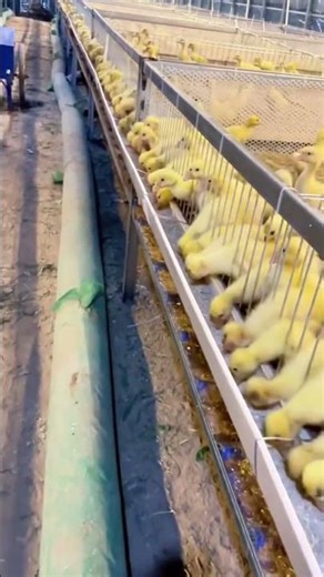 Large-scale meat goose farming operation. #fyp