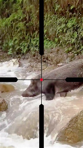 The Perfect Shot: Lake Crossing Boar
