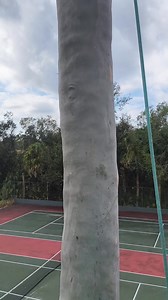 🦾 | TreeTazz Tree Service LLC