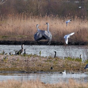 🎶 On the third day of Christmas, my wetlands gave to me... 🎶 10 lords a-leaping! 👯‍♂️ These herons captured leaping in the air at WWT London Wetland Centre aren't exactly lords, but we still think they're rather majestic... | WWT