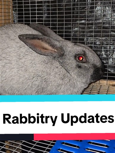 Replying to @z146016 #livestock #rabbitmeat #raisingrabbits #meatrabbits #breedingrabbits