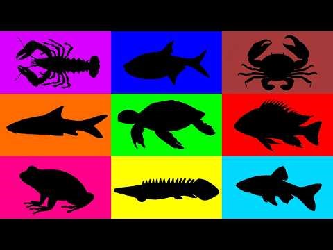 Fish: Crab, Crawfish, Frog, Zebra Fish, Tetra Fish, Denison Barb, Cichlid, Tetra Fish