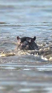Con Linh Dương Nước Bị Đàn Chó Hoang Đuổi Cùng Giết Tận #animals #wildlife #hunting #animal