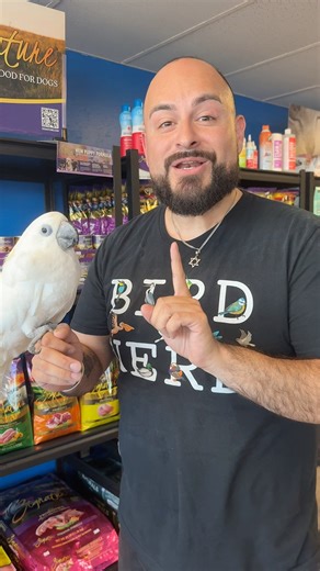 7.1K views · 123 reactions | We have the one and ONLY very rare Blue Eyed Cockatoo here at Feathered Friends & Co. Come and get her while she lasts! We are open today from 10am to 8pm Feathered Friends & Co. 4209 S Alameda Corpus Christi TX 361-814-3363 #labubu #labubus #exoticbirds #cockatoo #blueeyedcockatoo #RareBirds | Feathered Friends & Co. | Facebook