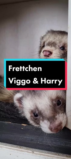 beiClaudi Frettchen on TikTok