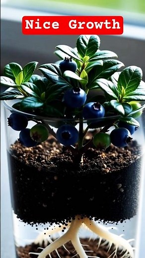 Blueberry Bonsai Growth Timelapse | Seed to Miniature Fruit in Transparent Pot”#trending #shorts