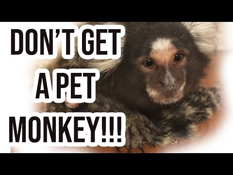 9 Reasons why Monkey's are AWFUL PETS! - My Experience