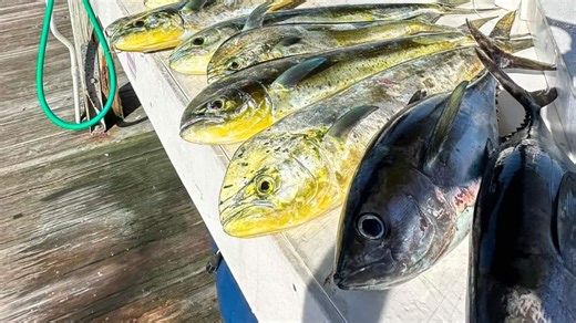 Florida fishing: Dolphin, pompano, bluefish and Spanish mackerel will be in the mix