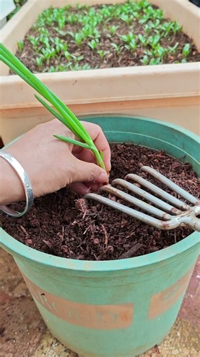Planting Spring Onion in a Pot 🌱Growing Green Onions at Home