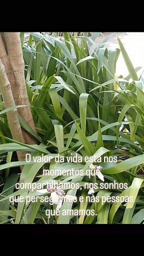 Amo está música! | Mabelita Alves