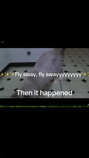 #talkingkittycat #flyaway, | talking kitty cat